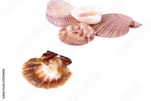 muszelki, shells