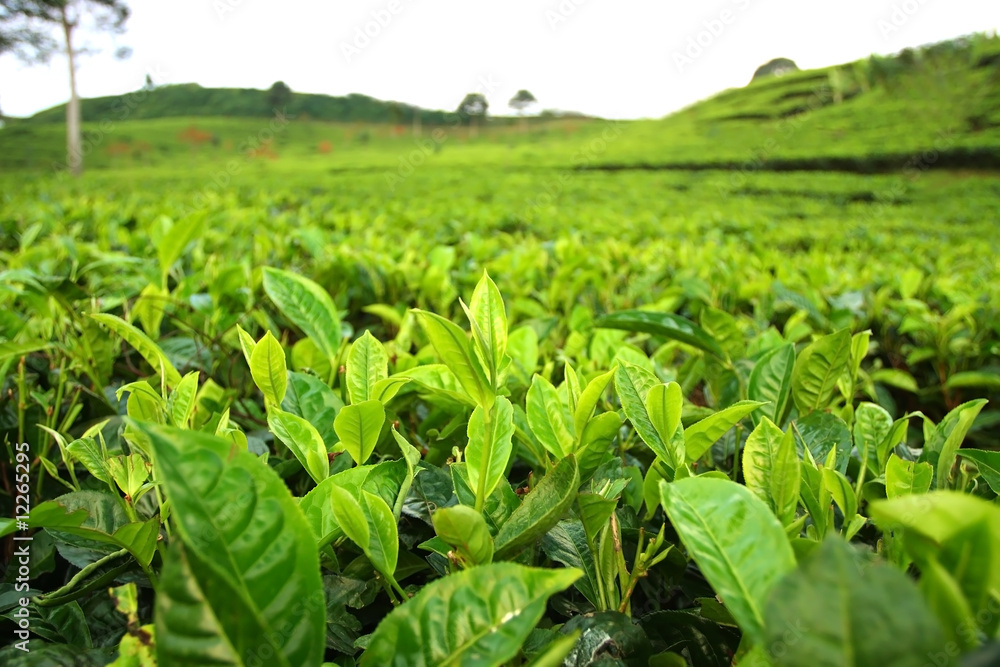 Field of tea plantation. Closeup on tea leafs Field of tea plantation. Closeup on tea leafs
