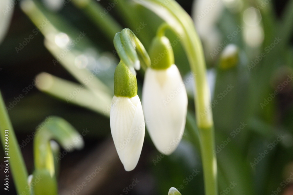 Fototapeta premium Knospen Schneeglöckchen