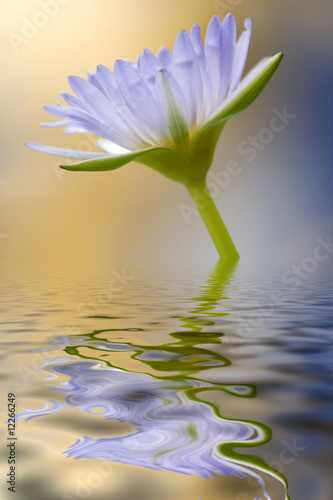 lotus flower