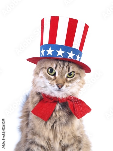 Cute patriotic cat
