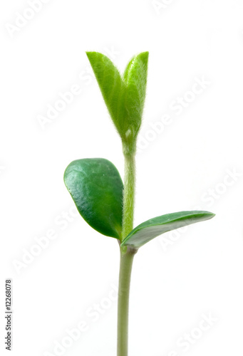 Small plant of soy