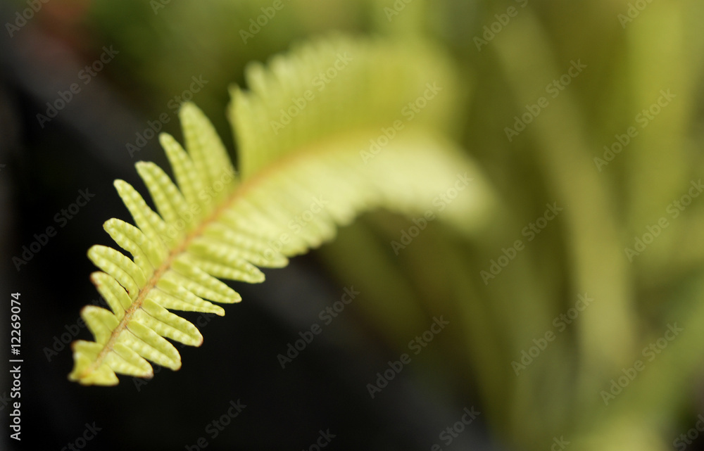Hoja de Helecho (Pterophyta). México Hoja de Helecho (Pterophyta). México