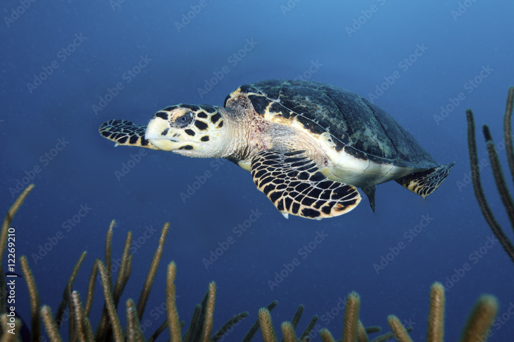 Fototapeta premium Caribean underwater life