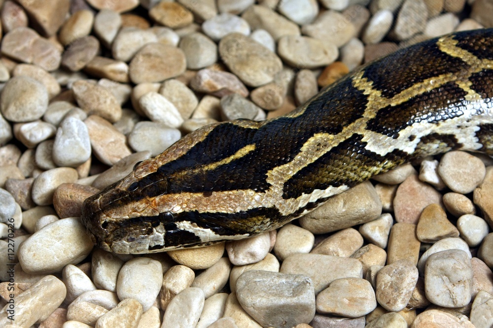 Python Snake Python Snake