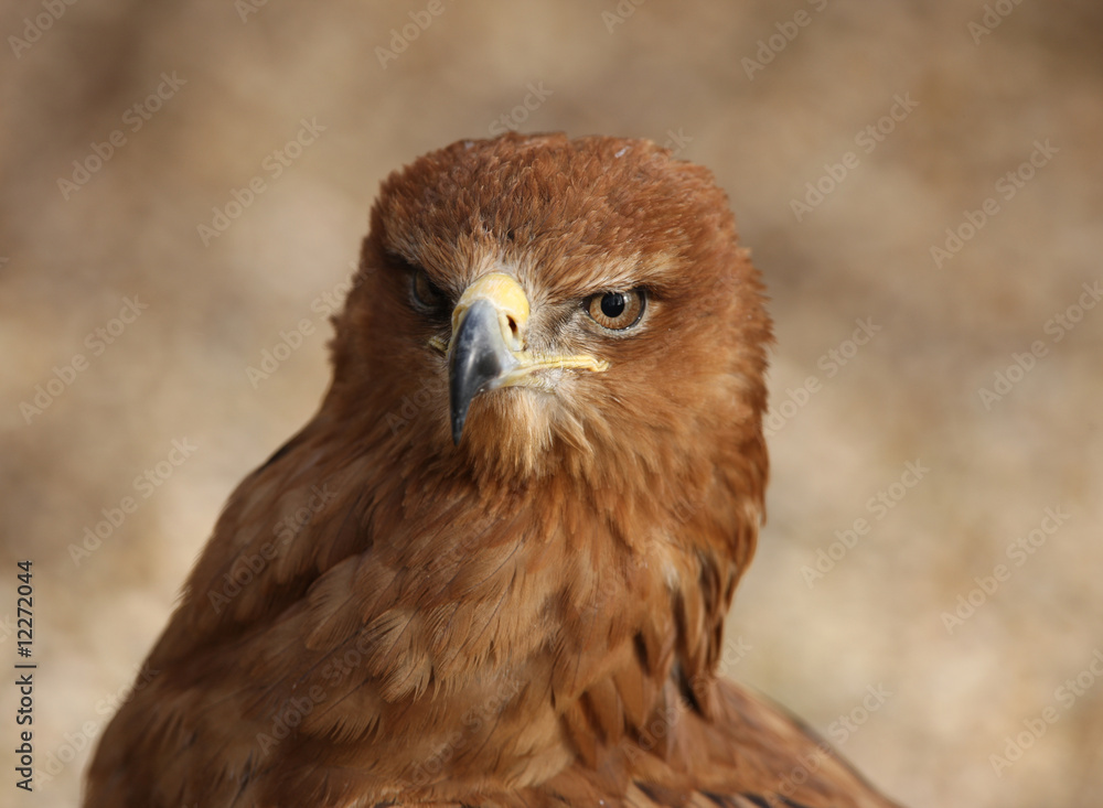 Obraz premium Portrait of a Tawny Eagle