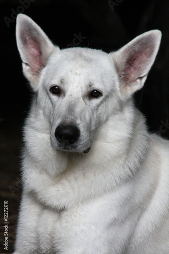 Berger Blanc Suisse