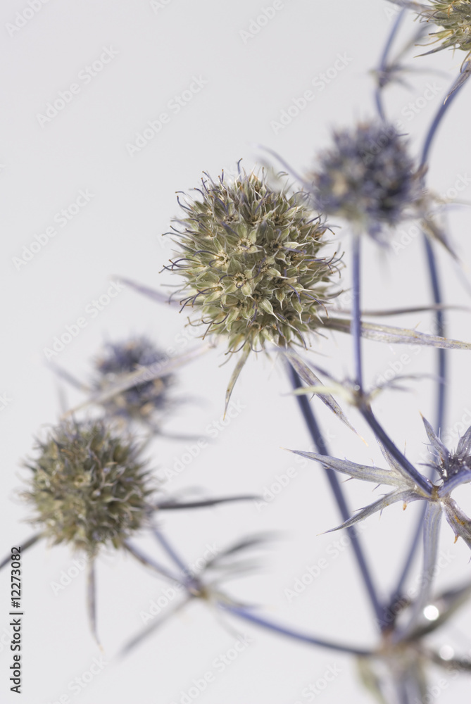 Obraz premium Herbarium