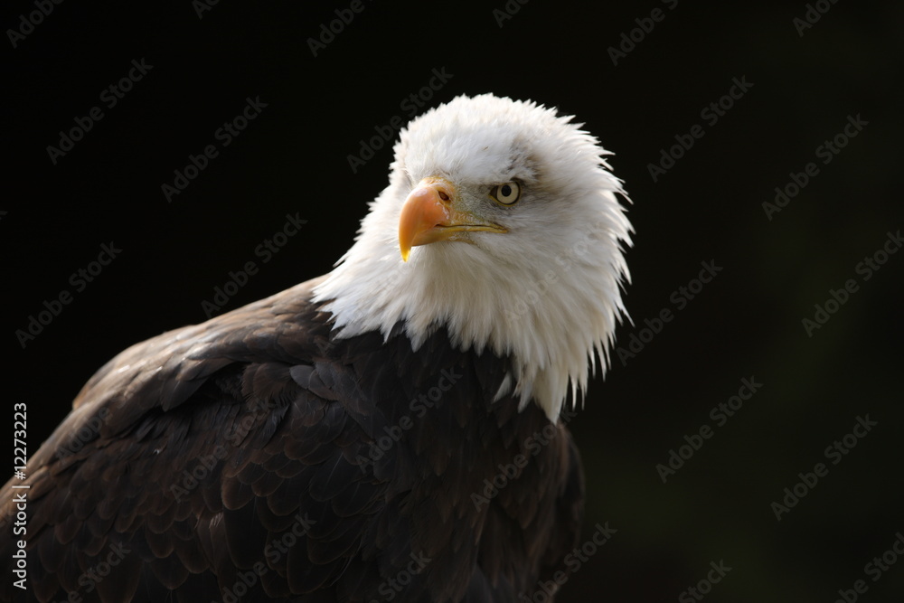 Fototapeta premium Portrait of a Bald Eagle