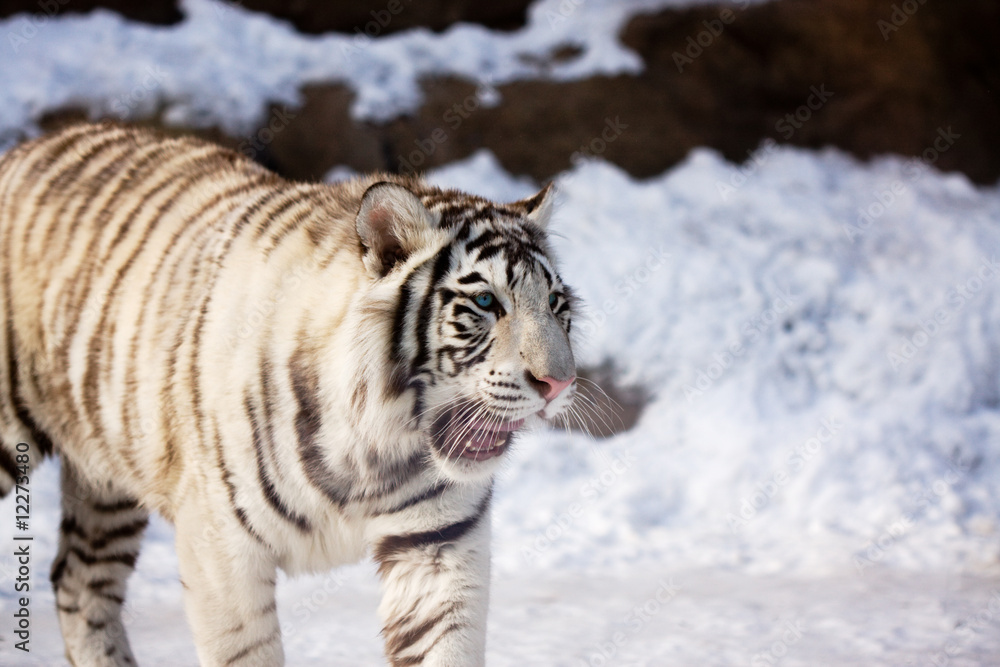 Fototapeta premium White tiger