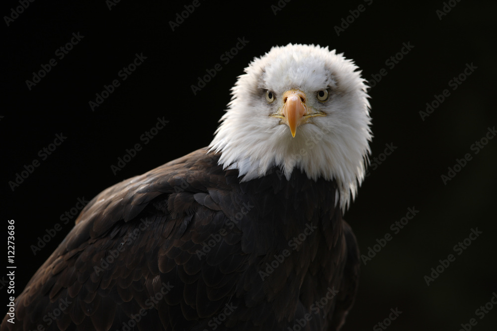 Fototapeta premium Portrait of a Bald Eagle