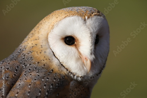 Portrait of a Barn Owl photo