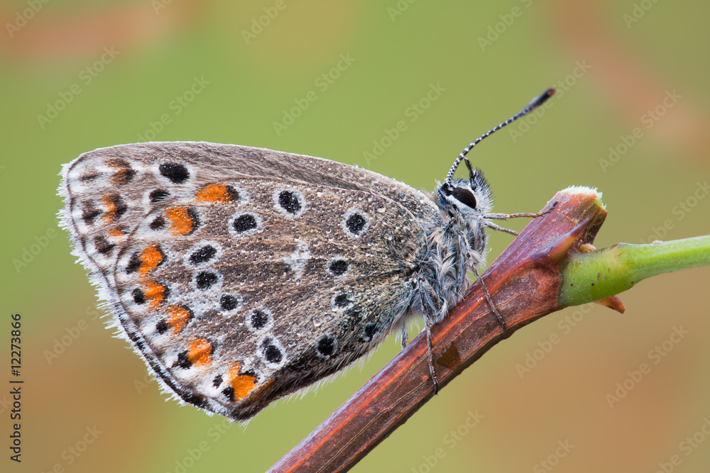 Fototapeta premium Autumn butterfly with a lot of waterdrops on it