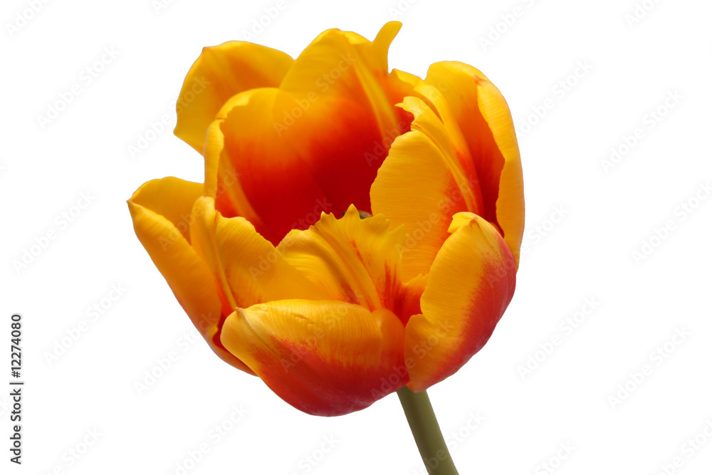 Naklejka premium Tulpe