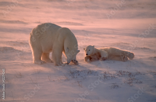 Polar bears in Canadian Arctic