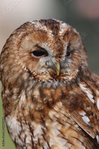 Portrait of a Tawny Owl photo