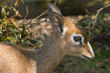 Wandcirkels Antilope Kirk's dik-dik in Afrikaanse natuur  © Colette
