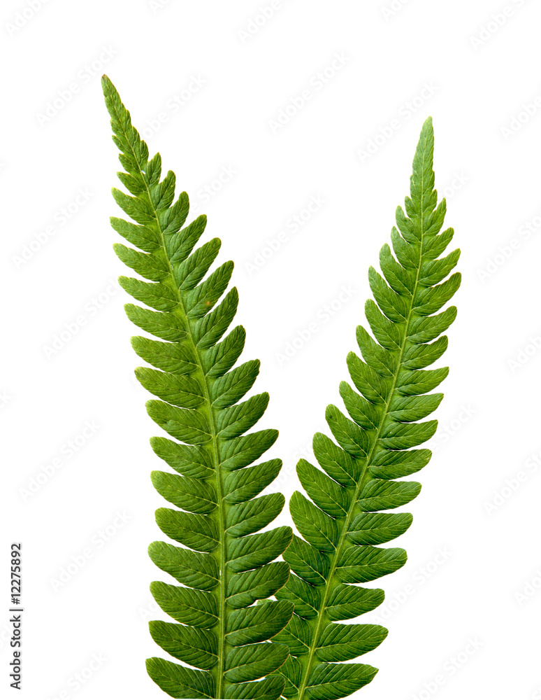 Two ferns
