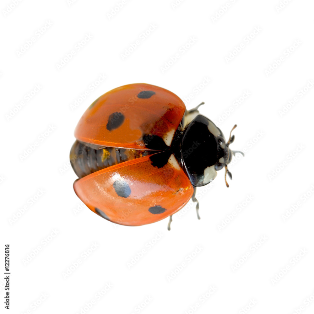 Ladybug Ladybug