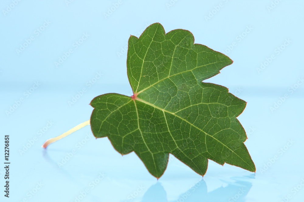 Fototapeta premium Green Leaf