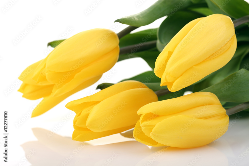 Obraz premium Spring Flowers Tulips