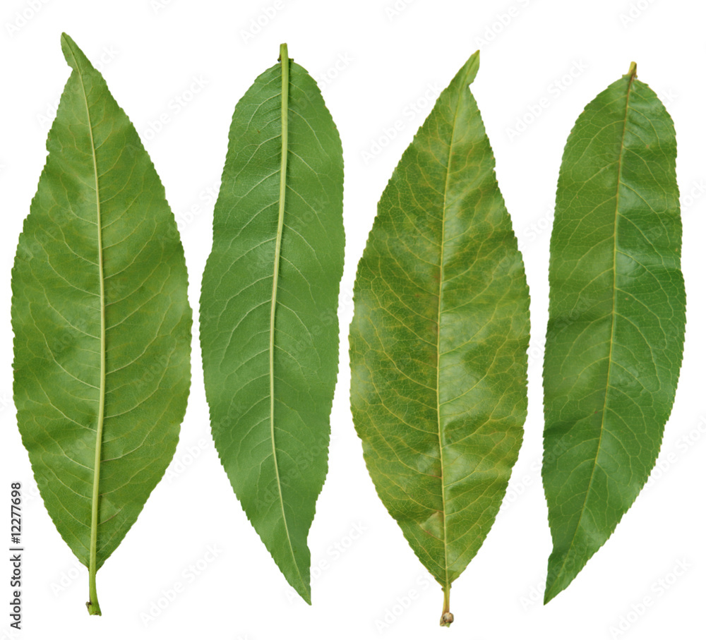 Obraz premium Peach Leaves