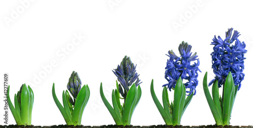 Blue Hyacinth Blooming