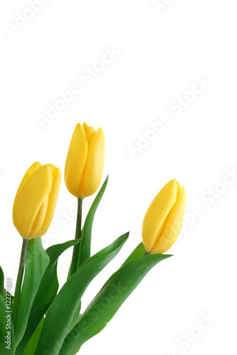 Spring Flowers Tulips