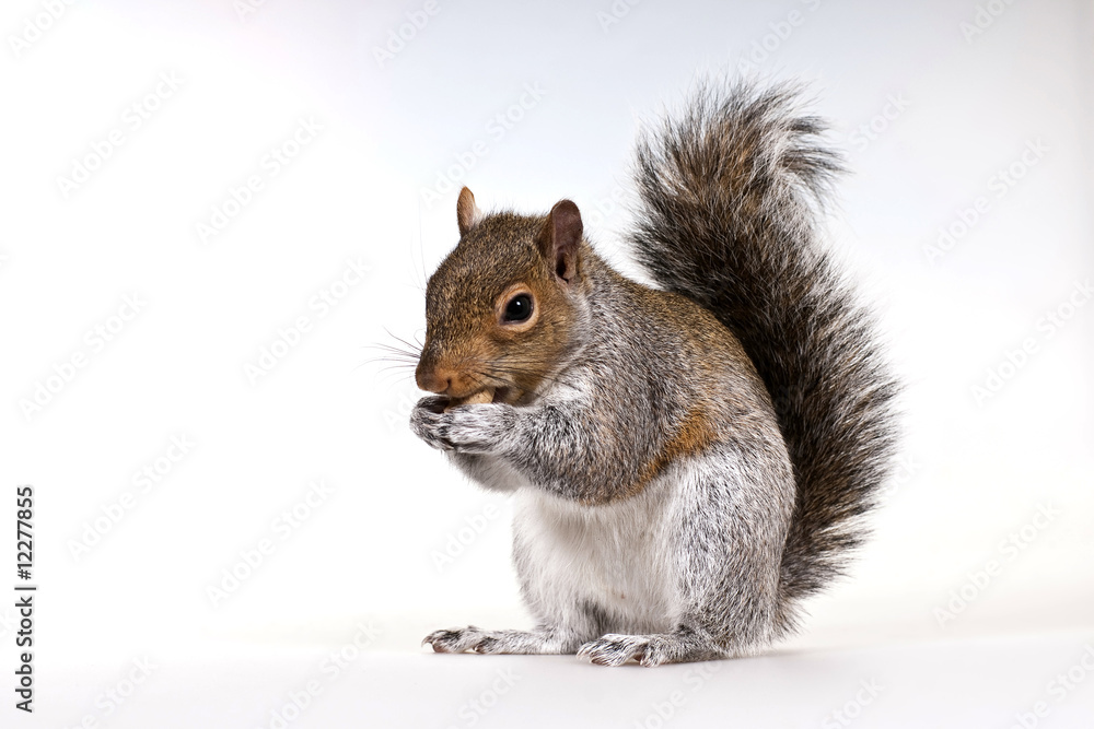 Squirrel with a nut Squirrel with a nut