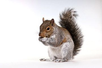 Squirrel with a nut