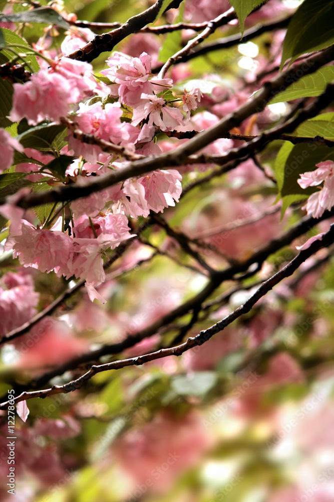 Cherry Blossom detail flower Cherry Blossom detail flower
