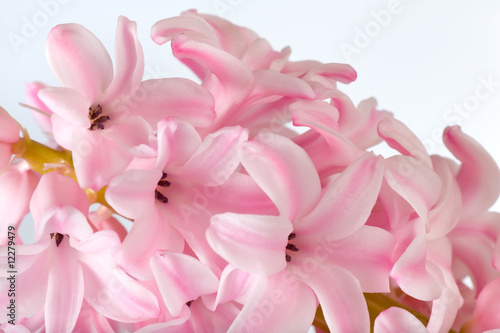 hyacinthus flower © wildman