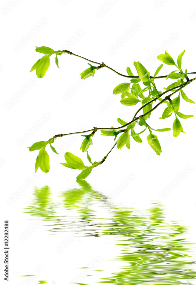 spring branch spring branch