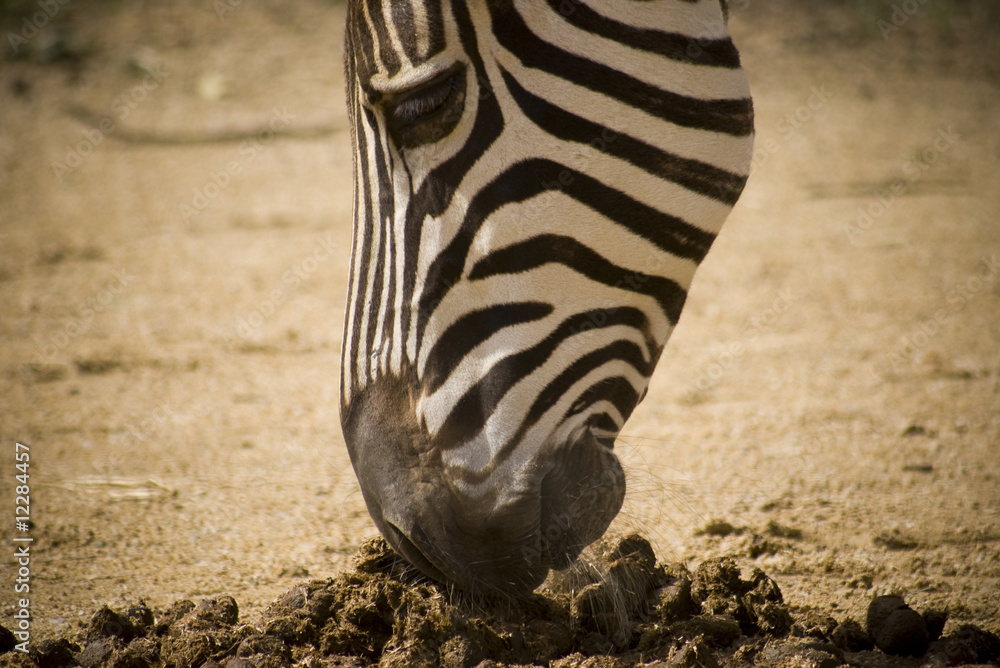 Obraz premium zebra sniffing poo