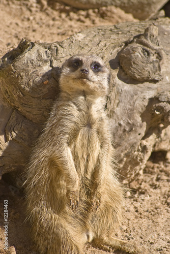 Meerkat posing