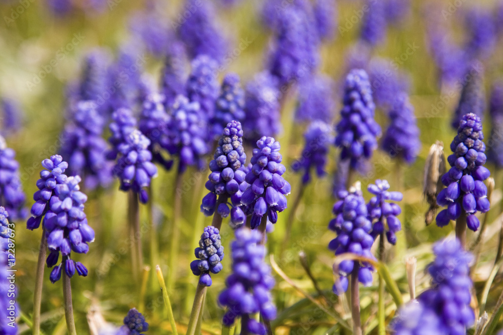 Frühlingsblumen Frühlingsblumen