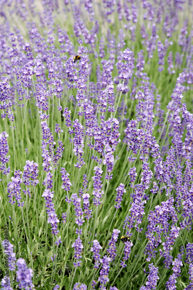 Obraz premium Lavendel