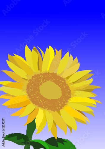 un tournesol