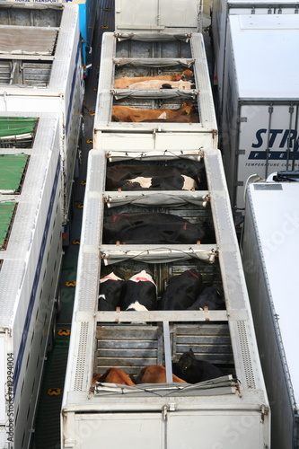 transport de bovins camion / ferry