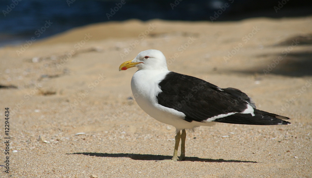 Naklejka premium Mouette