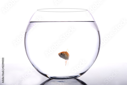 Bilde på lerret gold fish