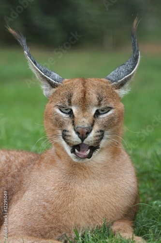 Caracal Lynx Portrait photo