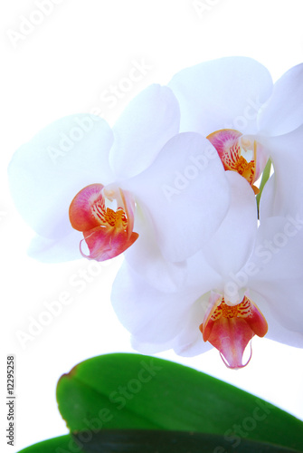 Orchid  e blanche