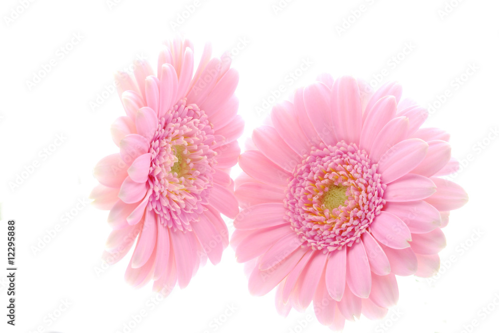 pink gerber flowers pink gerber flowers