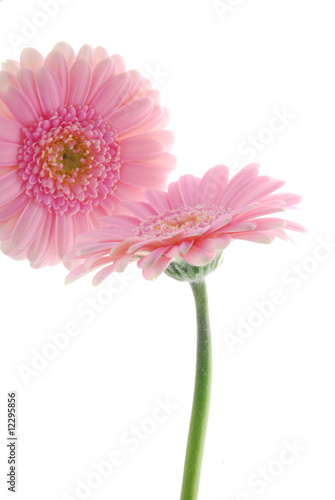 pink gerber flowers
