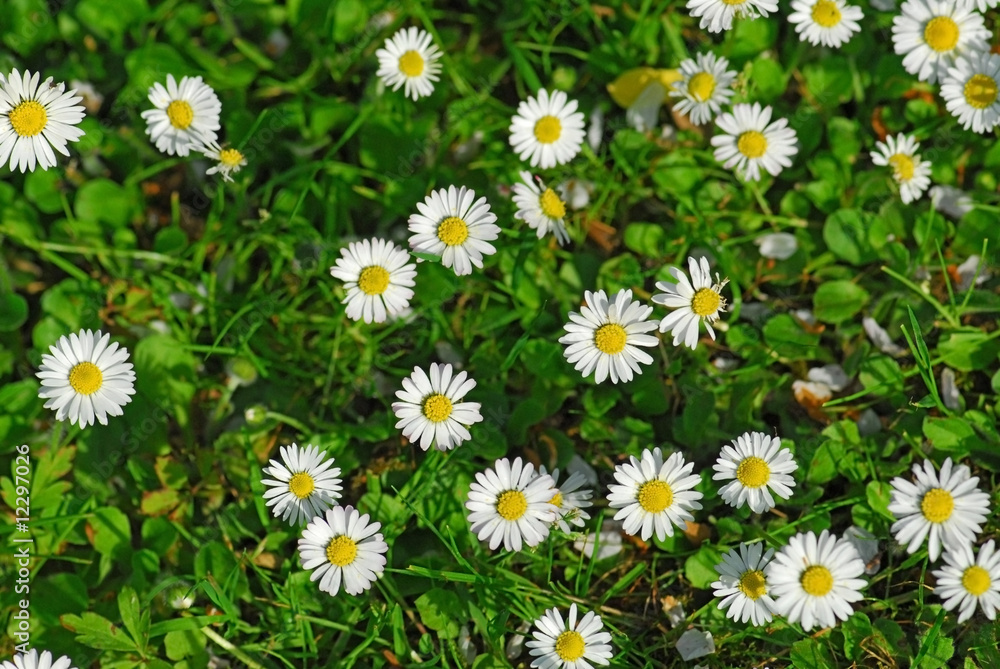 Rasen mit Blümchen Rasen mit Blümchen