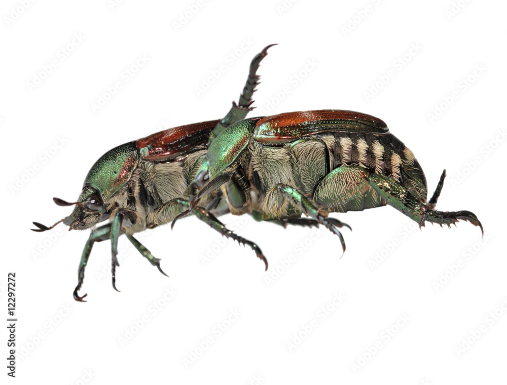 Japanese Beetles Japanese Beetles