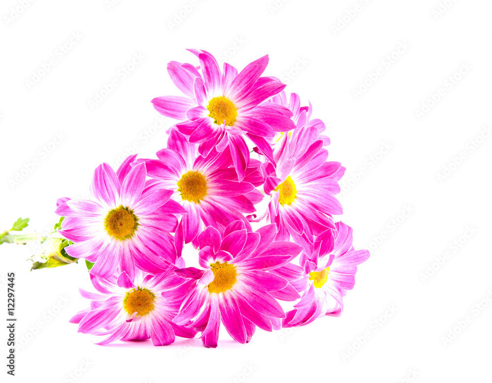 Fototapeta premium daisies on white