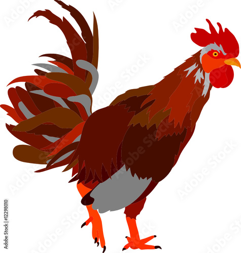 vector - cock isolated on backround