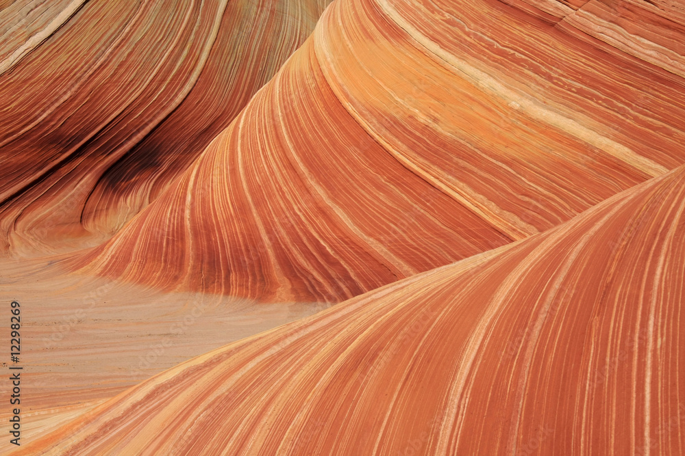 The Wave The Wave